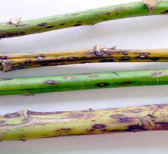 4. Symptoms of Stemphylium purple spot can develop on main stems and secondary branches of asparagus fern 5. In June and July, lesions are most common at fern stem bases 6.