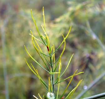 Severe infection by Stemphylium vesicarium on asparagus fern can lead to yellowing and premature needle drop Biology of the disease This section summarises current knowledge of the biology of