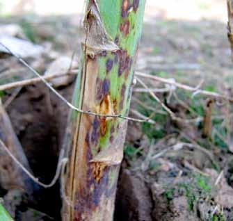 Sources and spread Fruiting bodies of the fungus on the surface of dried asparagus stems from the previous summer s fern growth are the main source of the disease for spears emerging in the spring.