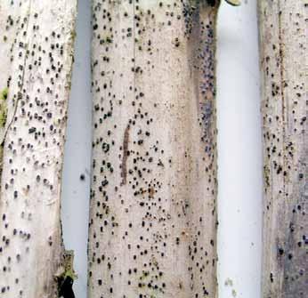 following spring. Air-borne transmission of ascospores to emerging spears or fern is most likely when infected debris remains on the soil surface rather than when it is buried in soil.