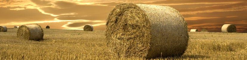 TesTing The MoisTure ConTenT of hay: Accurately Testing Your Hay
