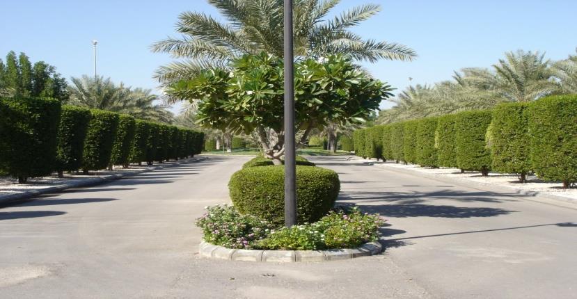 We designed the system to use bubblers type to supply water to 200 palms, 420 trees, and 660 shrubs.