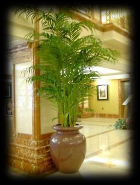 Indoor Landscaping Service WE CAN CREAT A WONDERFUL PLACE FOR YOU TO WORK We would like to call this our indoor landscape service. We believe indoor plants should bring the garden inside.