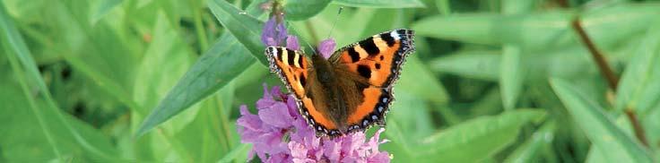 By planting a wildflower meadow or a border of flowering plants you might encourage some butterflies and other insects into your garden.