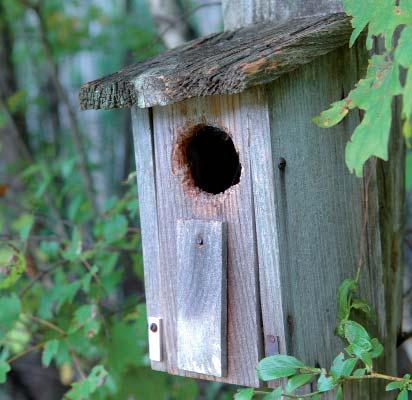 Birdwatch Ireland have an easy to follow factsheet on building bird boxes on their website and have lots of advice and tips on feeding birds too! www.birdwatchireland.