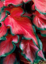 Green and Bronze Leaf: Red Pink White Mix Caladiums - Available 4-01-14 Fancy Leaf: