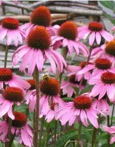 Varieties: Cirrus Silver Dust Also known as coneflower for its dome-shaped center. Blooms from June to Fall.
