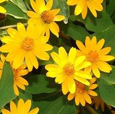 Big Bloom: Yellow Orange Small Bloom: Orange Yellow Bolero Melampodium - Available 3-28-14 Bushy plant with