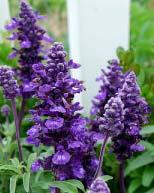 Available Variety: Indian Summer Salvia - Farinacea Available 3-01-14 Annual bedding plant for
