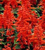 Attracts butterflies and hummingbirds. Full to Partial Sun.