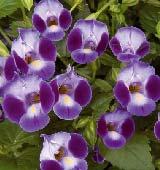 bedding plant. Bright, vibrant colors that bloom through summer.