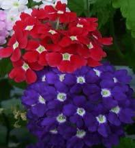 Verbena - Available NOW! Low growing, spreading growth habit, with vigorous blooms.