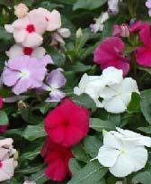 Red White Purple Pink Vinca - Available 4-15-14 Zinnia - Crystal Available 4-01-14 Prolific heat and drought