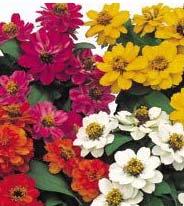 Orange White Yellow Zinnia - Profusion - Available 4-01-14 Zinnia - Magellan - Available 4-01-14 Bold colored, long