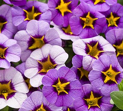 Evening Star Soft purple flowers