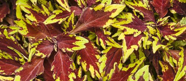 COLEUS COLOR BLAZE SERIES With an eye-popping array of color
