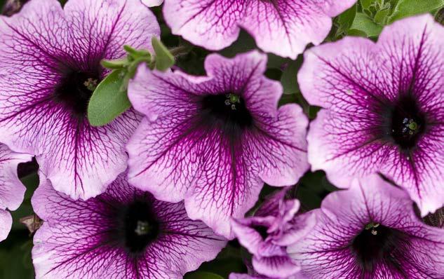 PETUNIA SUPERTUNIA Supertunia Petunias are vigorous with slightly mounded habits that