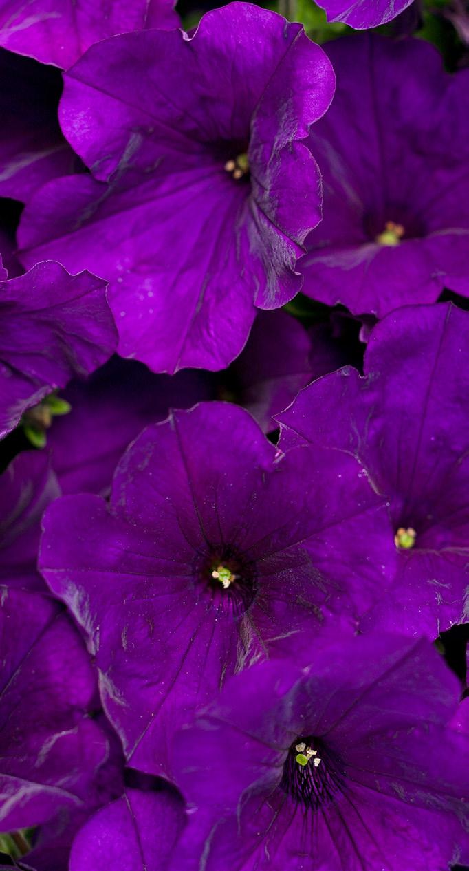 Bordeaux Purplish pink flowers with prominent, dark purple veining H: 10" S: 24" B:
