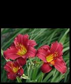 Daylily, Ruby Stella (Sun) Features 3 ruby red flowers.