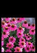 H: 12-18 W: 16-20 Echinacea Powwow Wild Berry (Sun) Robust plants
