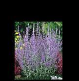 Russian Sage (Sun) Zone 4 Airy spires of soft lavender blue flowers with silvery foliage.