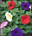 Free-flowering Height: 8-12" Pansy - Mix