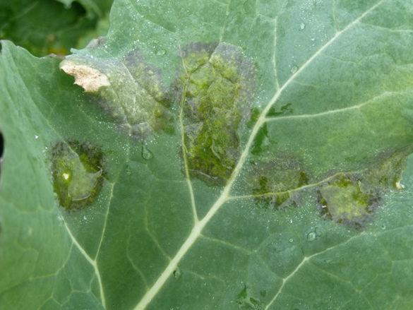 Light leaf spot in the UK Why is light leaf spot so difficult to control? Can we forecast epidemics?