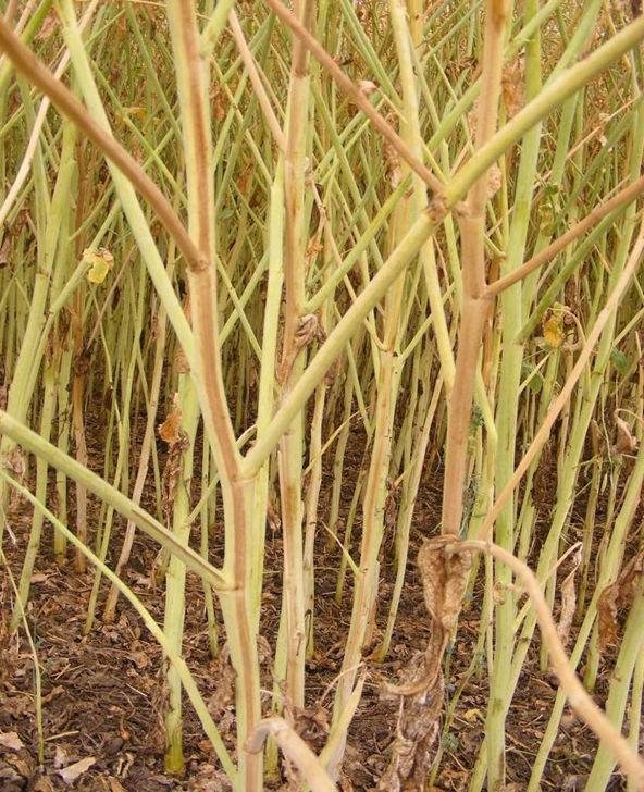Verticillium wilt in oilseed rape First confirmed in UK oilseed rape crops in 2007 Pathogen is Verticillium longisporum