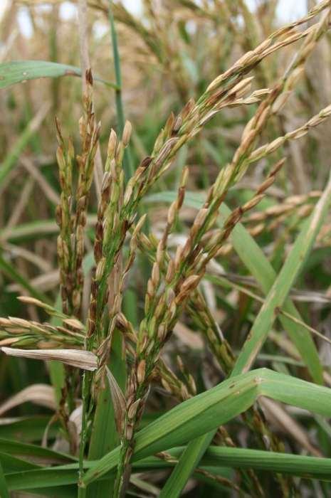 Field level photo of infected panicles, notice the discoloring of the florets and the upright