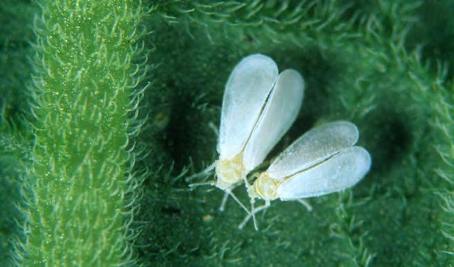 Key pest targets Whitefly Naturalis-L has activity against glasshouse whitefly (Trialeurodes vaporariorum), tobacco whitefly (Bemisia tabaci) and