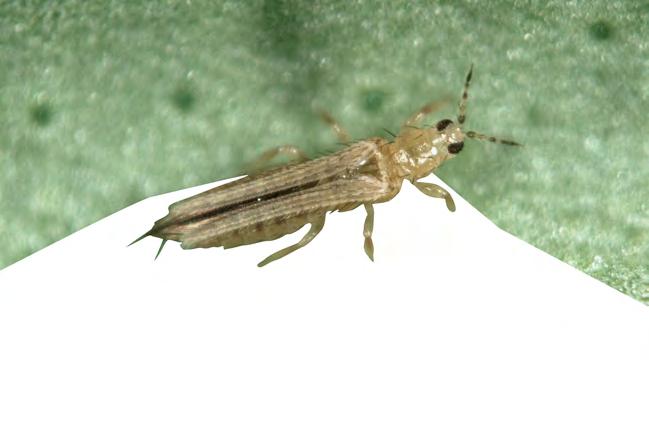 Other pest species Thrips Beauveria bassiana is also reported to have activity against other pest species such as capsid (Lygocoris), aphids, caterpillar, leafhopper,