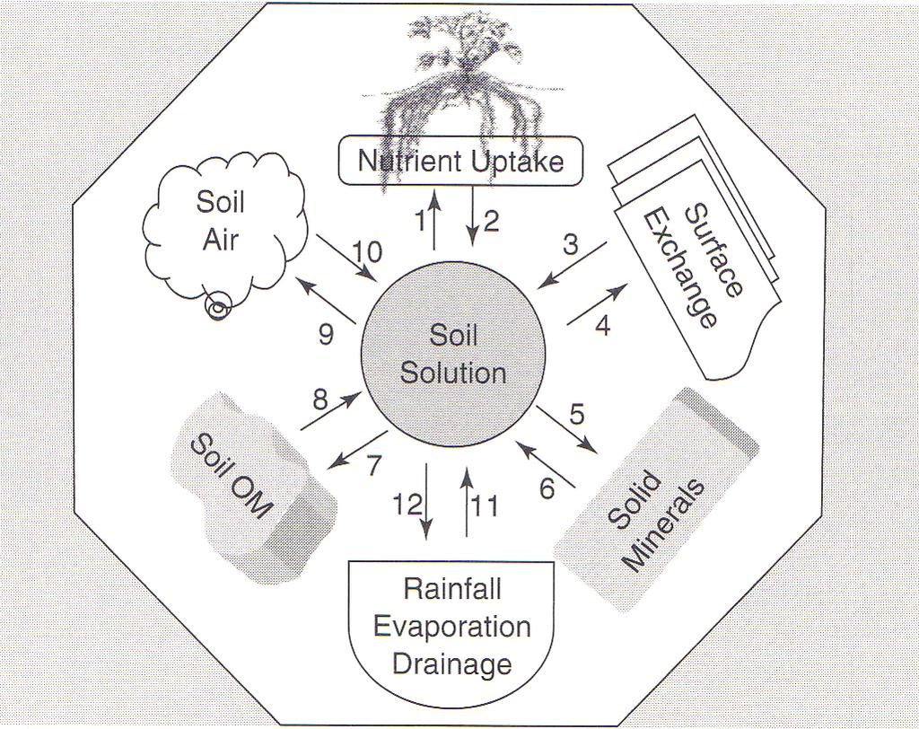 Soil Plant Relationships Havlin et al.