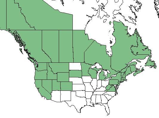 Geographical range Range of R. lacustre in the US and Canada (USDA 2016) Ecological distribution Climate and elevation range Local habitat and abundance Range of R.