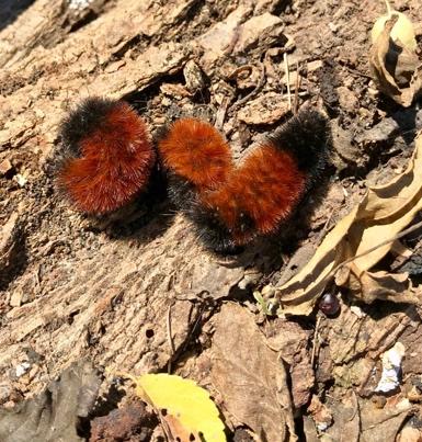 All MGs are invited to attend! Thymes Deadline Woolly Bear Caterpillars Predict Winter?