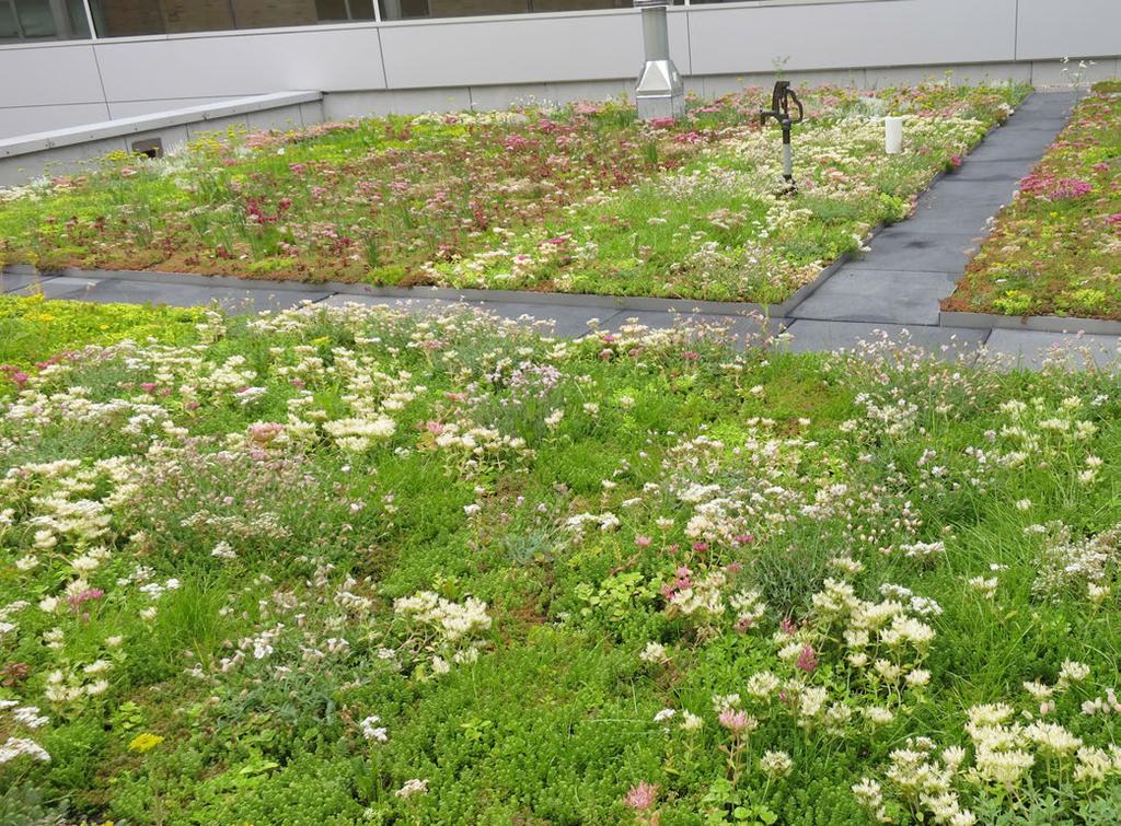 12. GREEN ROOF SUCCESS FCTORS Green roofs enhance urban areas by creating additional green spaces.
