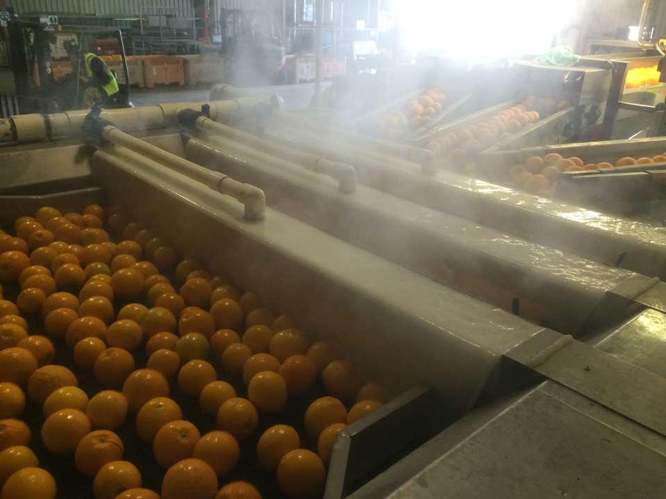 Trends in US & OZ Citrus Industry