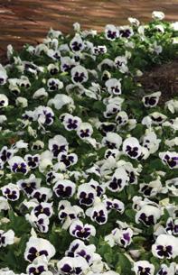 Matrix features uniform timing and plant habit, with a tight bloom window so all colors ship in the same week in Fall.