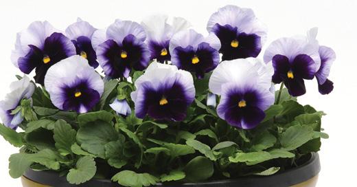 PANSIES & VIOLAS More details to help you choose. Then open for all your color options.