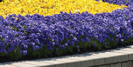 Matrix is the pansy you want for longer days and warmer growing. Uniformity of timing and plant habit simply can t be beat by any other varieties in the marketplace.