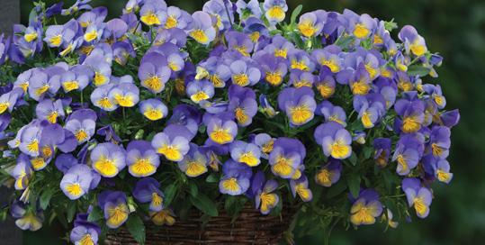 We have your complete pansy and viola assortment for landscapes, baskets or containers, with the core colors and novelties you want, and the dependable, proven performance you expect from PanAmerican