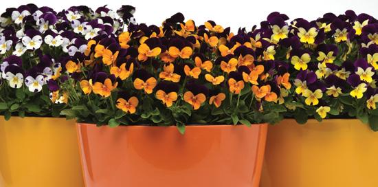 Large to small blooms or upright to trailing habits, you will find an exciting range of core colors, novelties and mixes to meet your needs and exceed your customer s expectations.