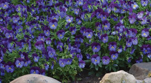 Plus, Cool Wave beats other pansies hands down for vigor and overwintering. And only Cool Wave packs the selling power of the Wave Brand. F1 SPREADING PANSY / Spread: 24 to 30 in.