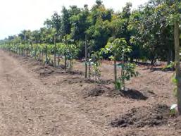 Special Challenges in Avocado Irrigation The root system is shallow, 80-90% of the feeder roots are in the top 8-10 inches of the soil The feeder roots have few root hairs and are inefficient in