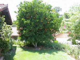 fruit filling Trees usually need a zinc spray in May (especially with too much manure for an organic nitrogen program) Or apply 5 lbs zinc sulfate/tree every 3 years Suggested application rates of