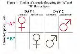 A and B Flower Types A flower type opens as a female in the morning, closes overnight, then opens as a male in the