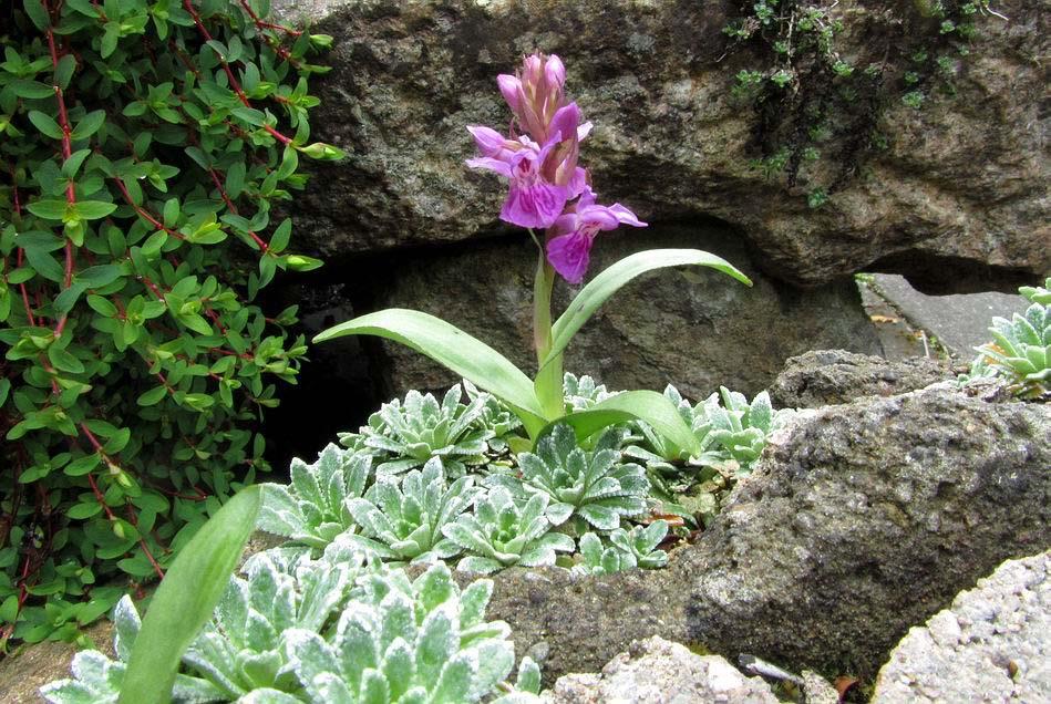 Seedling Dactylorhiza This is the seedling Dactylorhiza that seeded into a trough of Saxifraga - I showed it a few weeks ago and