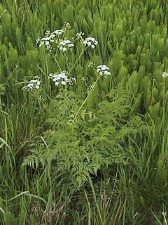Other look-alikes include similar plants in the carrot family with white umbels of flowers such as poison hemlock (Conium maculatum) and