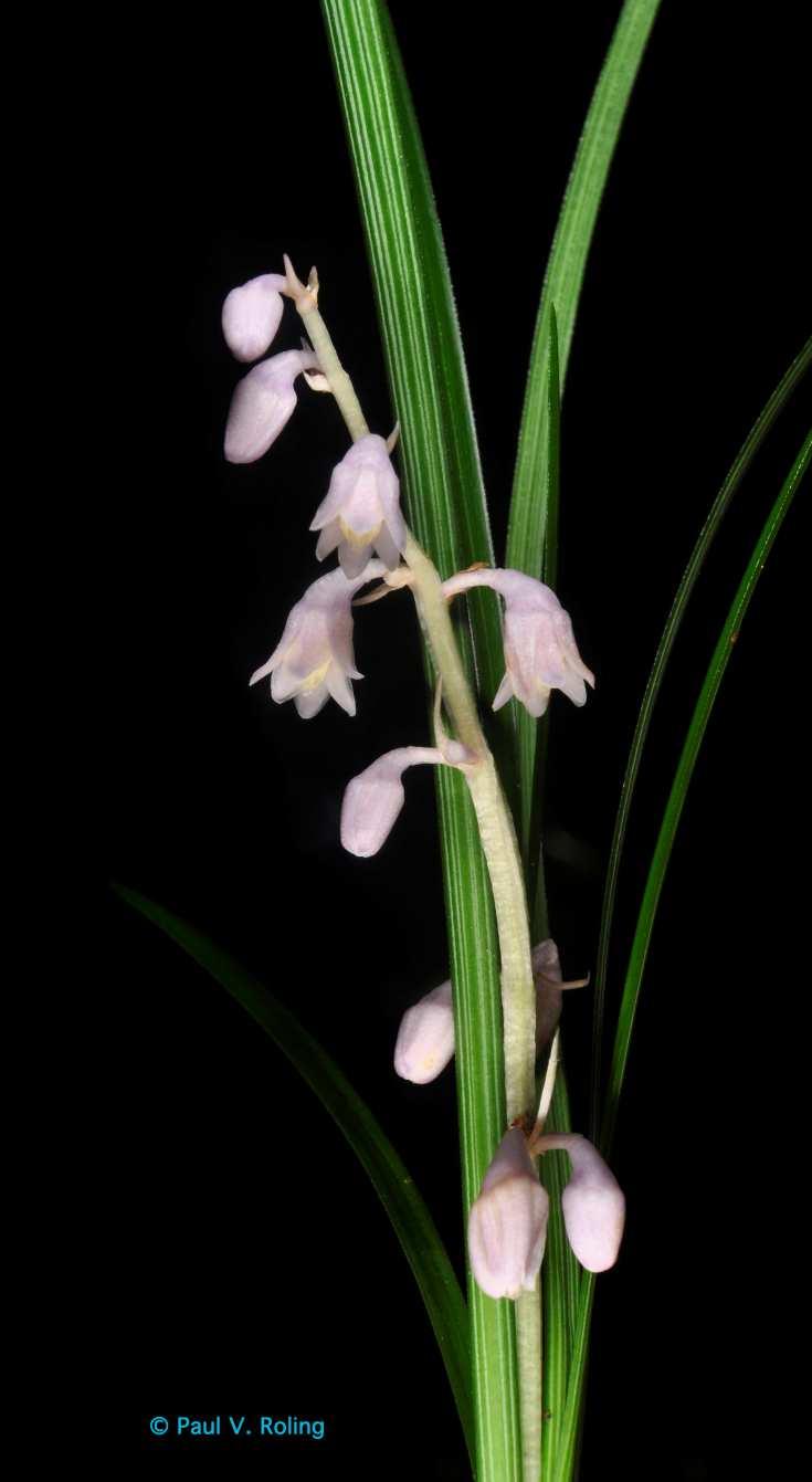 Figure 2. Ophiopogon japonicus scape in flower.