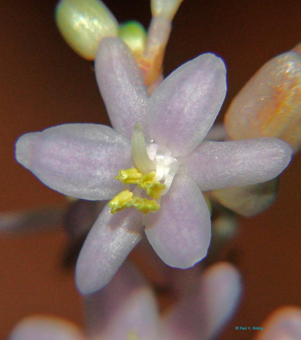 Figure 3. Close-up of Ophiopogon japonicus flower.