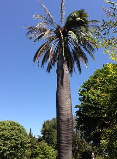 7. Look upwards yet again and you will see the ageing Chilean Wine Palm (Jubaea chilensis) with the baby companion nearby to ensure that this emblem of the